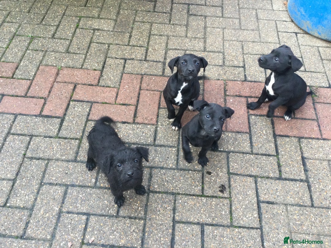 Mixed Breed dogs for sale: 3/4 Patterdale 1/4 Beddlington Pups for sale - Advert 4
