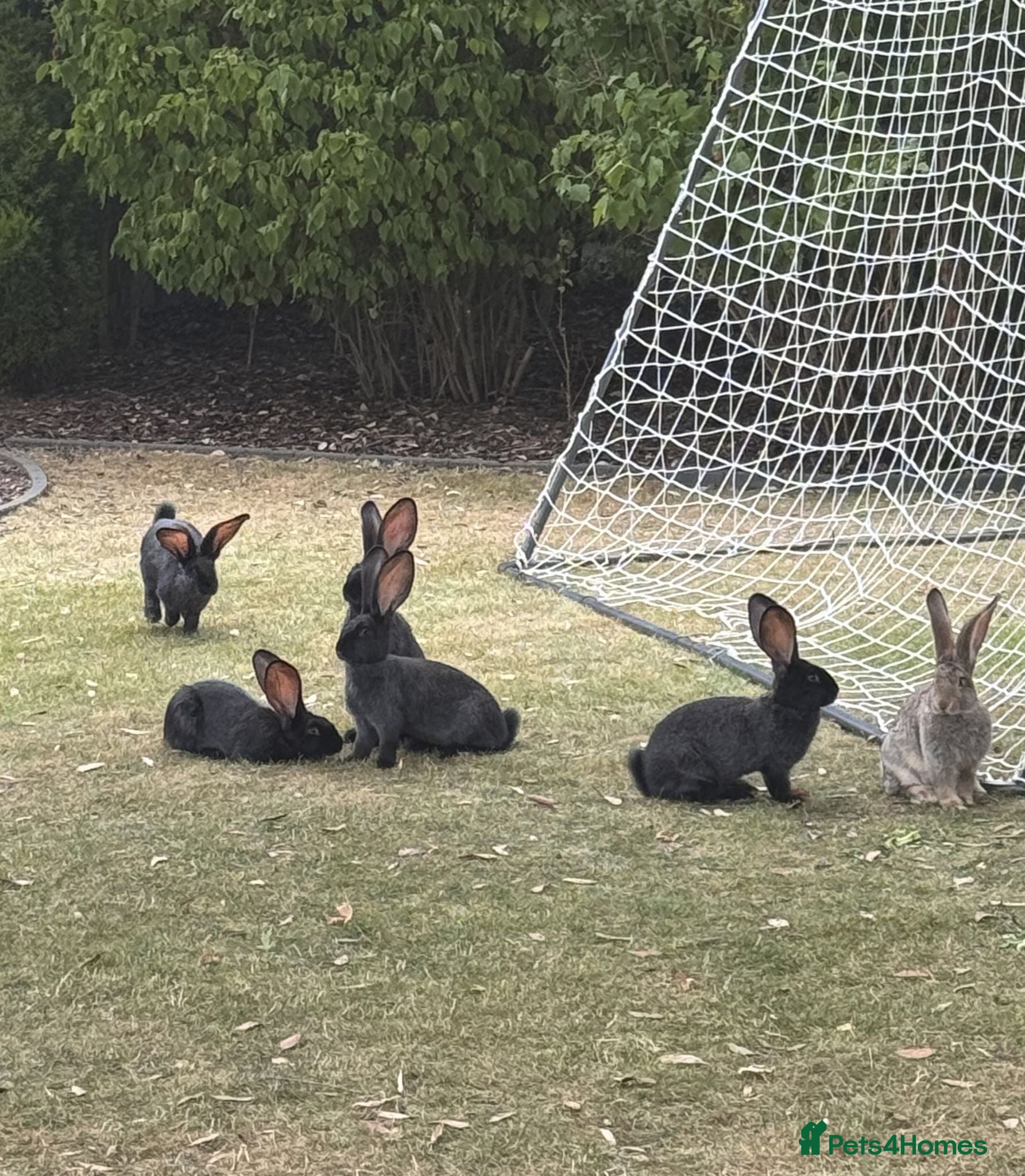 Continental Giant rabbits 3 x 12 Week Black Buck Continental Giants for sale - Advert 1