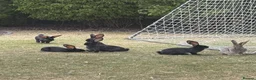 Continental Giant rabbits for sale: 13 Week Old Buck Continental Giants (2 left) - Advert 3