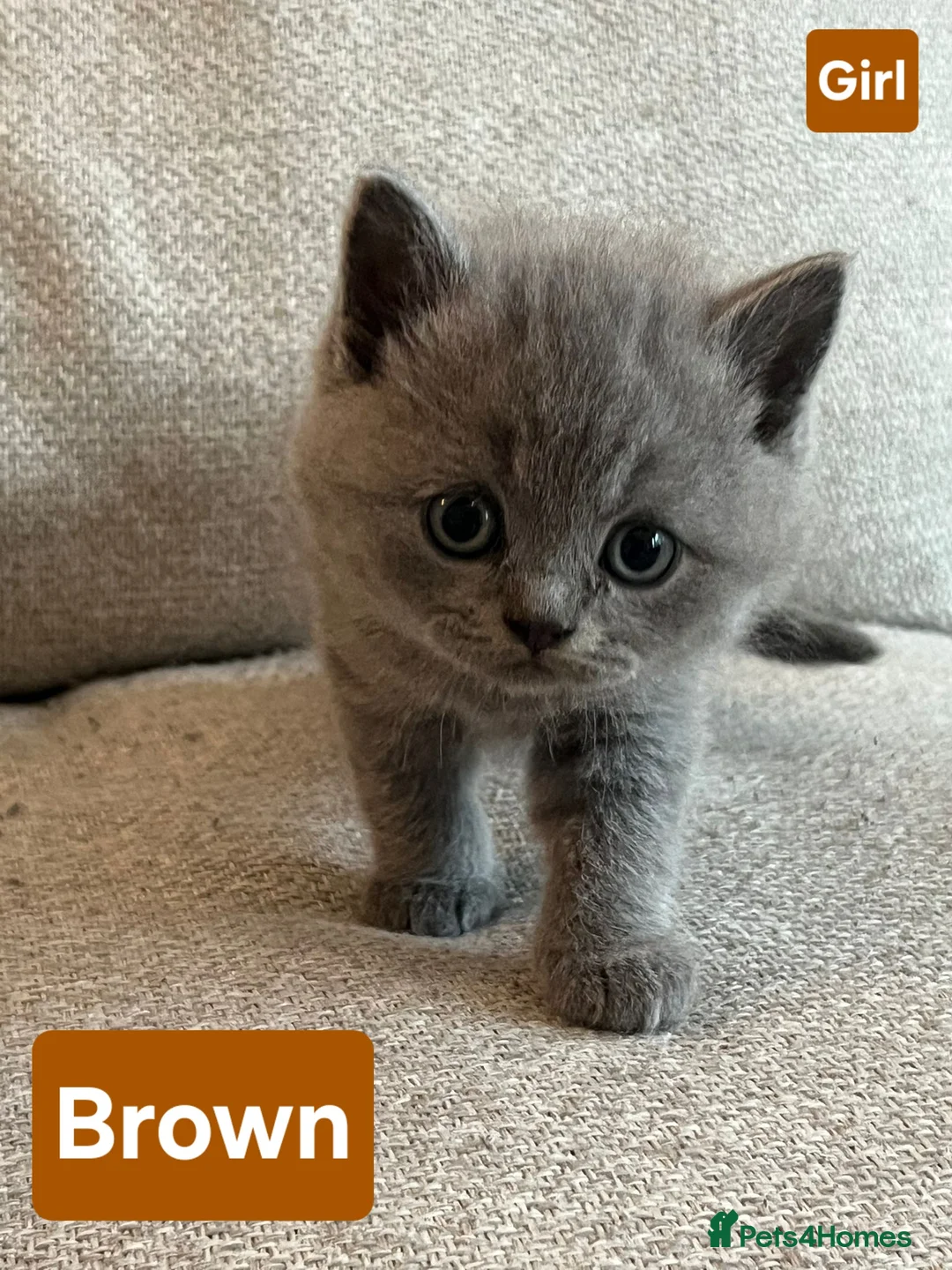 British Shorthair cats for sale: British Shorthair Kittens  - Advert 2