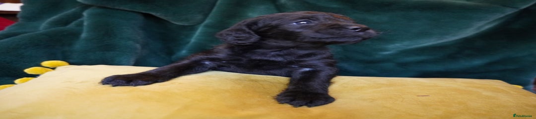 Schnockerpoo -Spartacus 