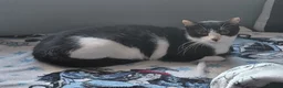 Mixed Breed cats for adoption: Indoor boy, Calm and Gentle Zack  in Norwich - Advert 4