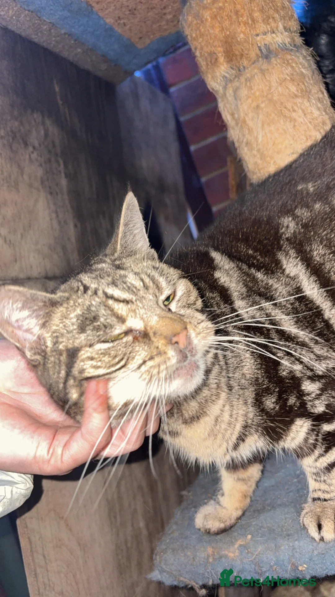 Domestic Shorthair cats for sale: Rescue cats- 60 in total, kittens/ adults🧡🙏 - Advert 32