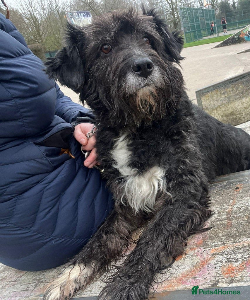 Mixed Breed dogs Meet Livi, currently residing in Cheshire - Advert 7