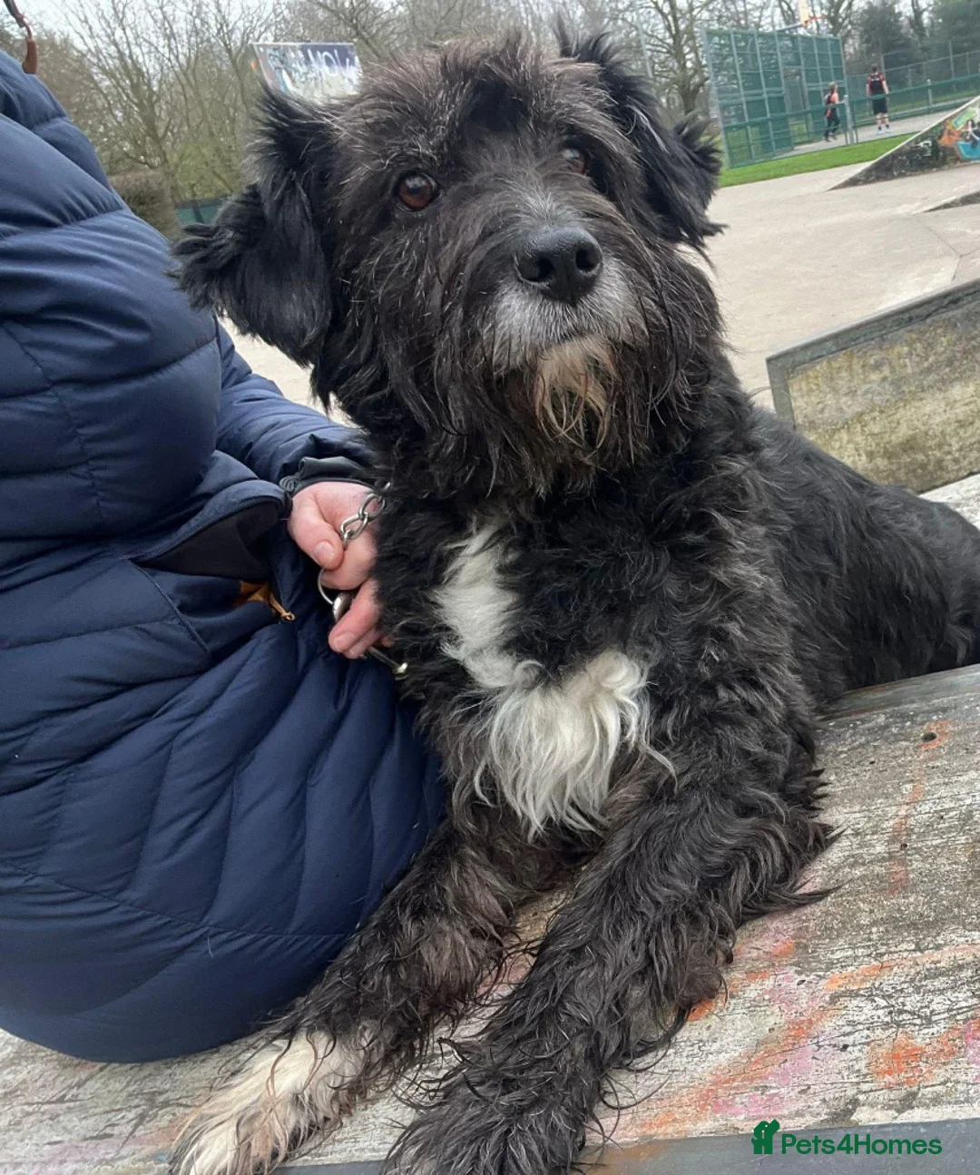 Mixed Breed dogs for adoption: Meet Livi, currently residing in Cheshire in Chester - Advert 1