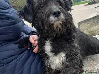 Mixed Breed dogs Meet Livi, currently residing in Cheshire - Advert 7