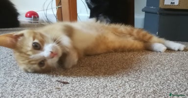 Mixed Breed cats - Advert 4