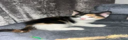 Mixed Breed cats for sale: 3 Gorgeous Female Kittens Ready Now  🐾  - Advert 15