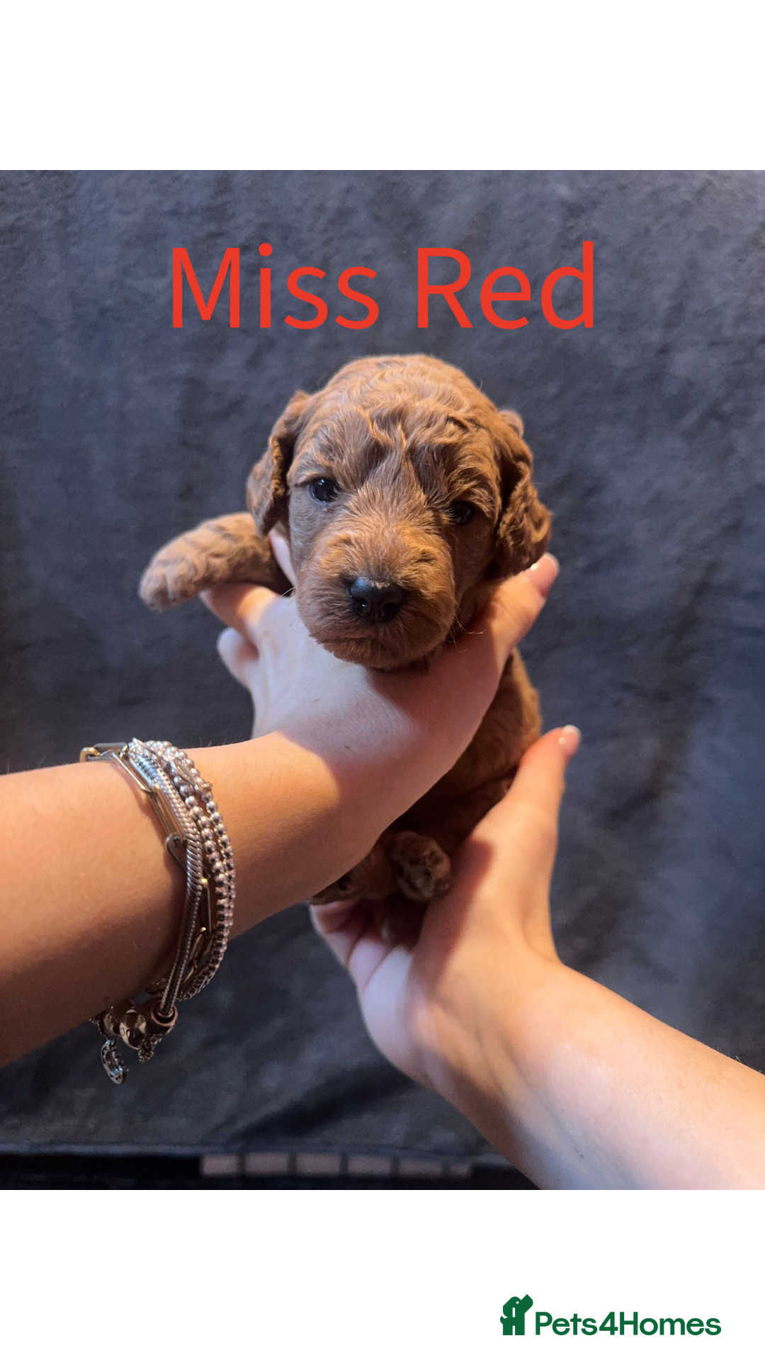 Australian Labradoodle dogs for sale: Extensively health tested Austrailian Labradoodles - Advert 14