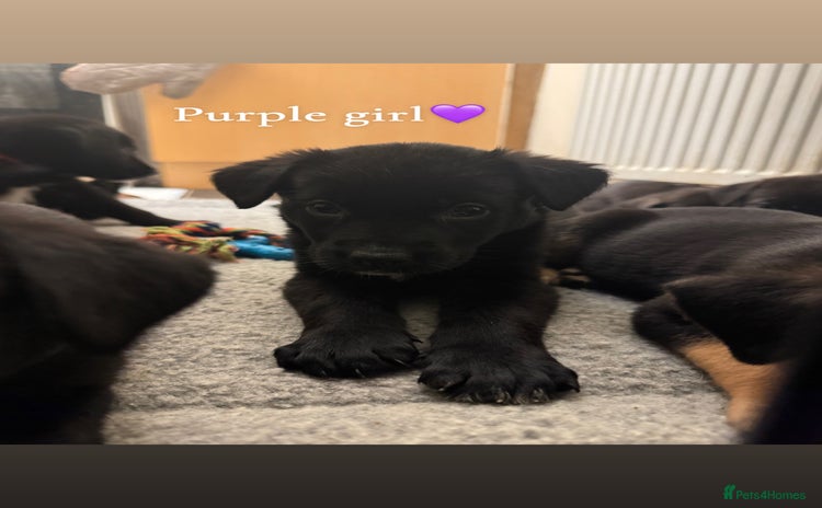Mixed Breed dogs - Advert 10