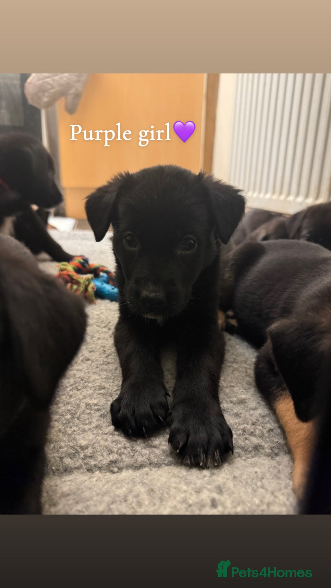 Mixed Breed dogs for sale: German Shepherd Mix Puppies - Image 1