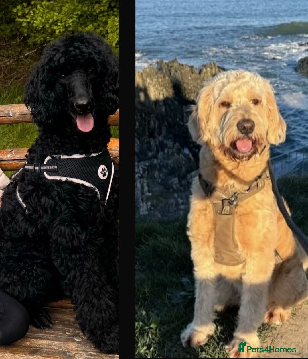 Goldendoodle dogs for sale: Beautiful F1b standard Goldendoodle puppies - Advert 2