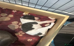 Mixed Breed dogs for sale: Bedlington Whippet puppies  - Image 13