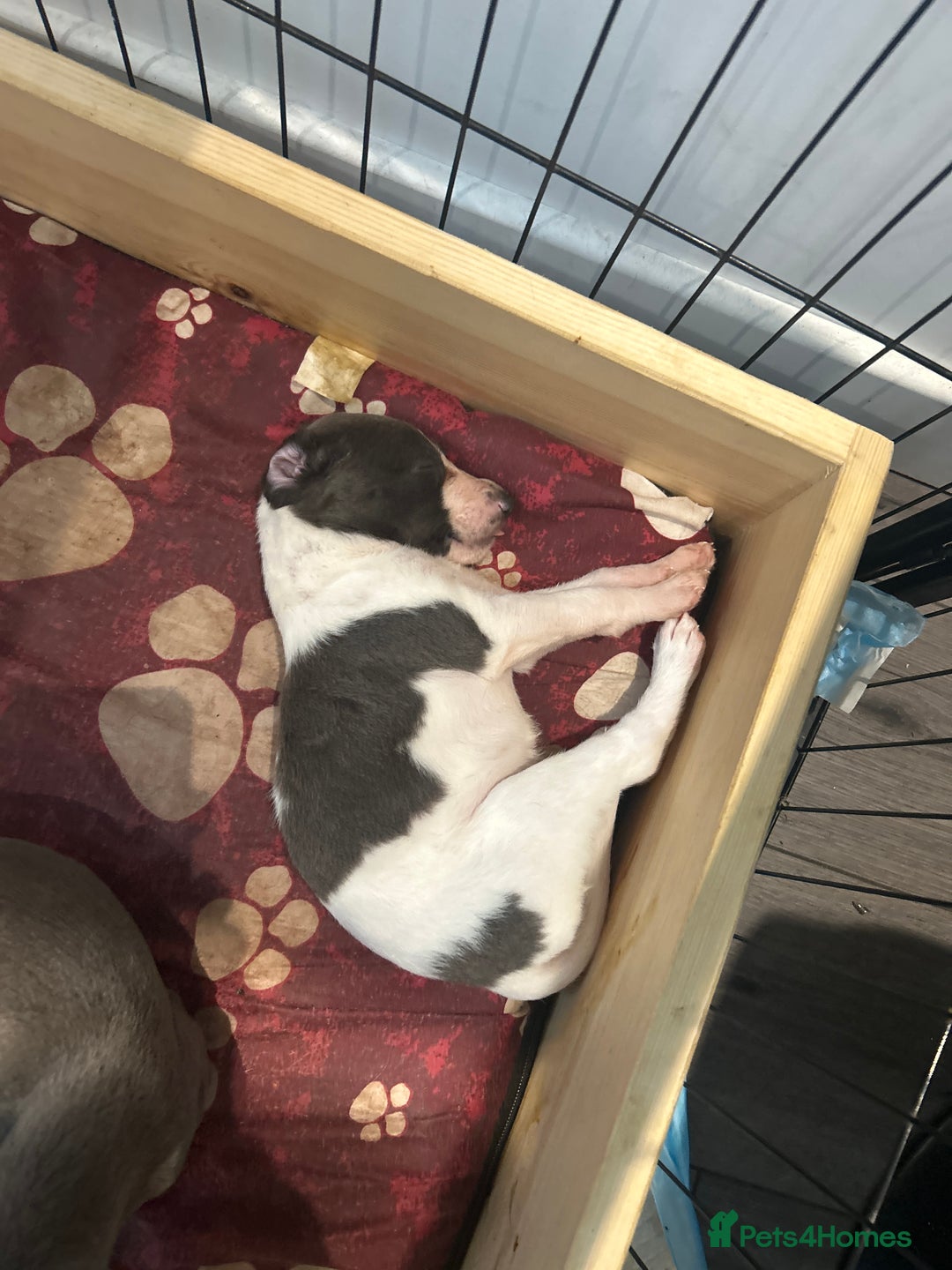 Mixed Breed dogs for sale: Bedlington Whippet puppies  - Image 13