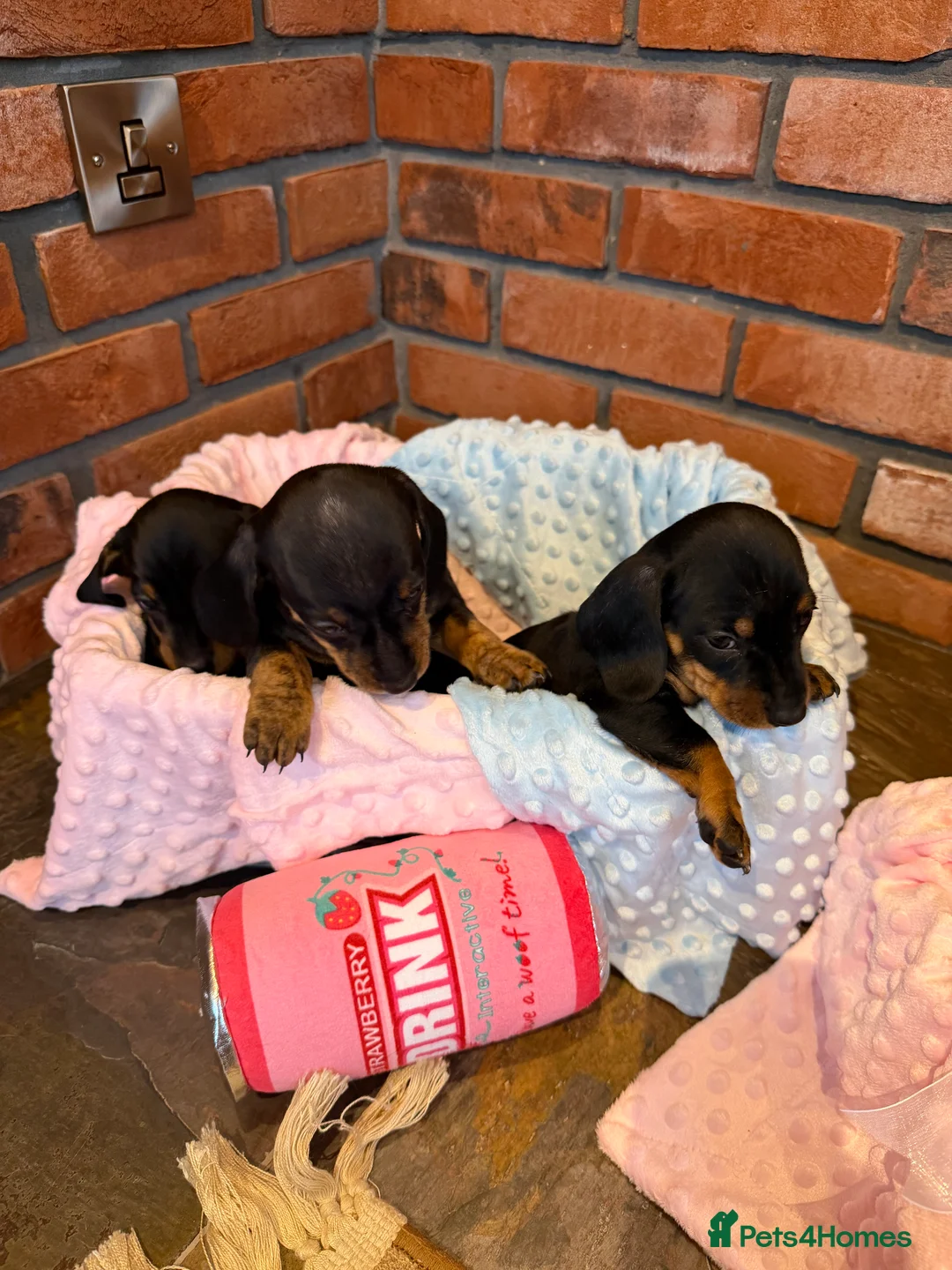 Dachshund dogs for sale: Miniature dachshunds  - Advert 10