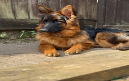German Shepherd dogs for sale: Long hair female  - Image 3