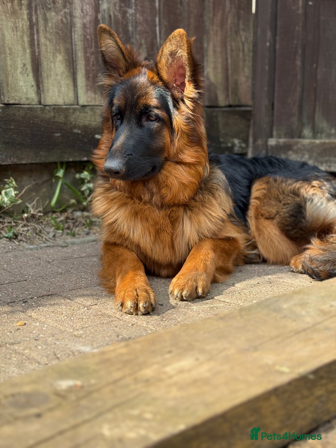 German Shepherd dogs for sale: Long hair female  - Image 3