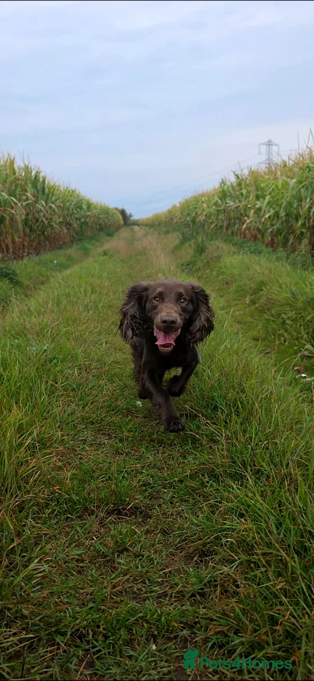 Cocker Spaniel dogs for stud: Working Cocker Stud - Advert 1