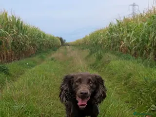 Cocker Spaniel dogs Working Cocker Stud - Advert 1