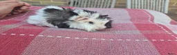 Guinea Pig rodents for sale: Guinea pigs in Salisbury - Advert 6