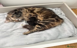 Domestic Shorthair cats for sale: 2 beautiful female kittens  - Image 8