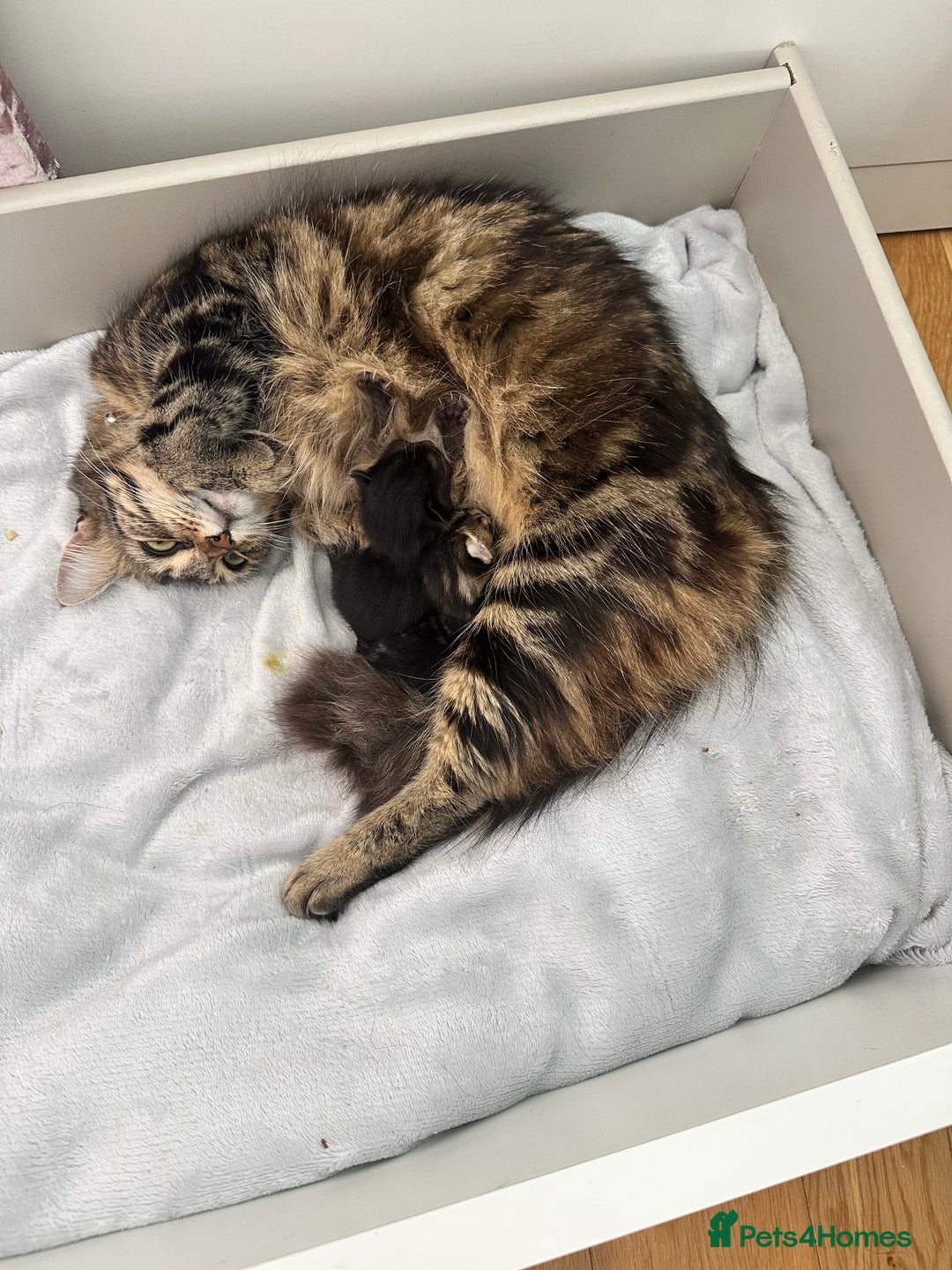 Domestic Shorthair cats for sale: 2 beautiful female kittens  - Image 8