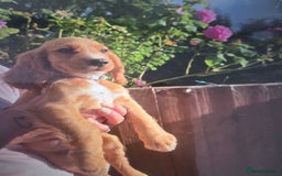 Cocker Spaniel dogs for sale: Cocker spaniel puppy's for sale  - Image 11
