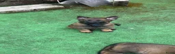 German Shepherd dogs for sale: 4 rare female German shepherd pups kc reg working  - Advert 6