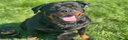 Rottweiler dogs for sale: KC registered rottweiler puppies - Advert 1