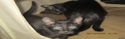 Oriental cats for sale: oriental boy - Advert 5