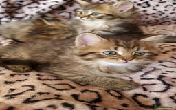 Perdoll cats for sale: Perdoll Kittens only boys - Image 8