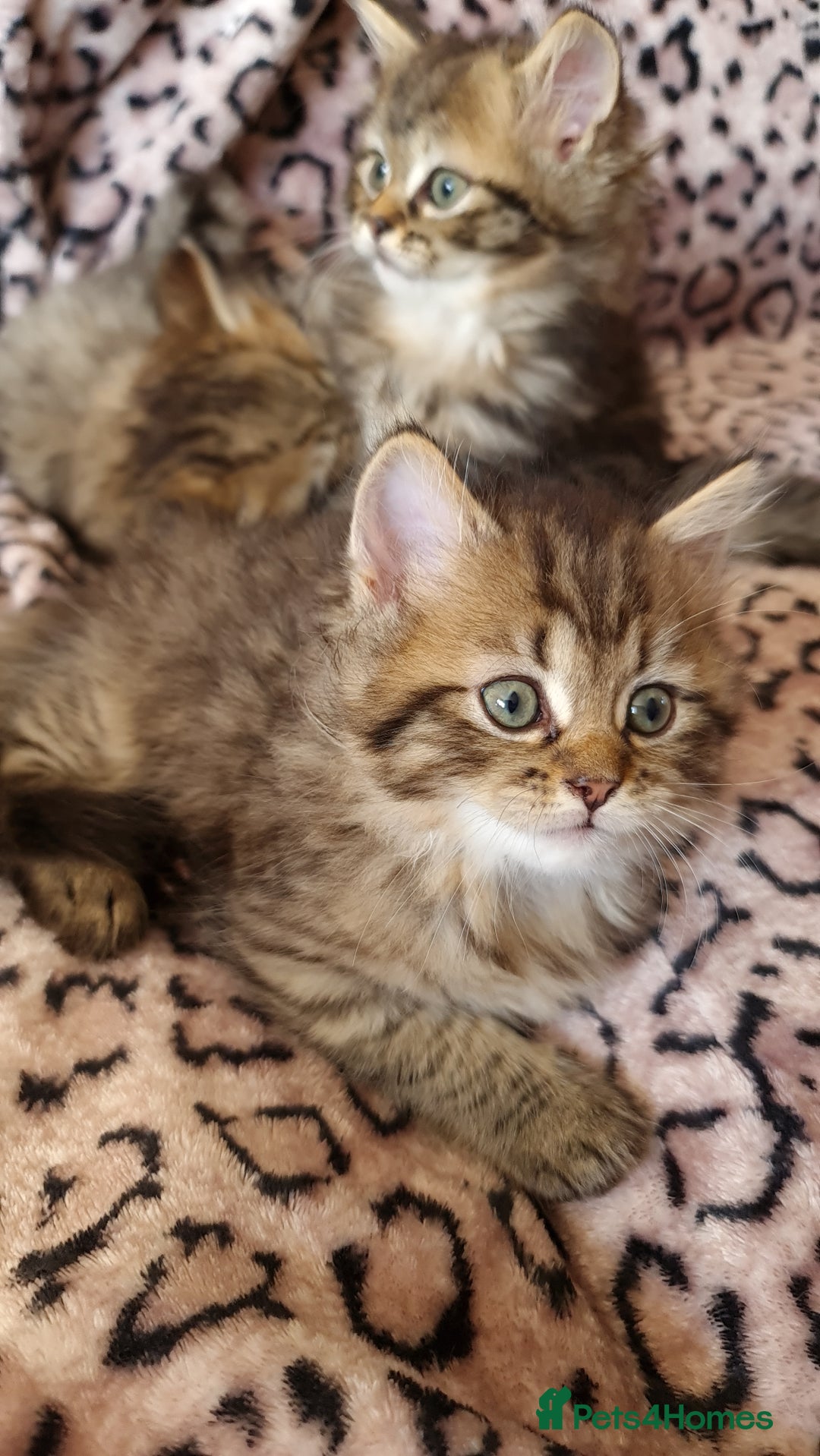 Perdoll cats for sale: Perdoll Kittens only boys - Image 8