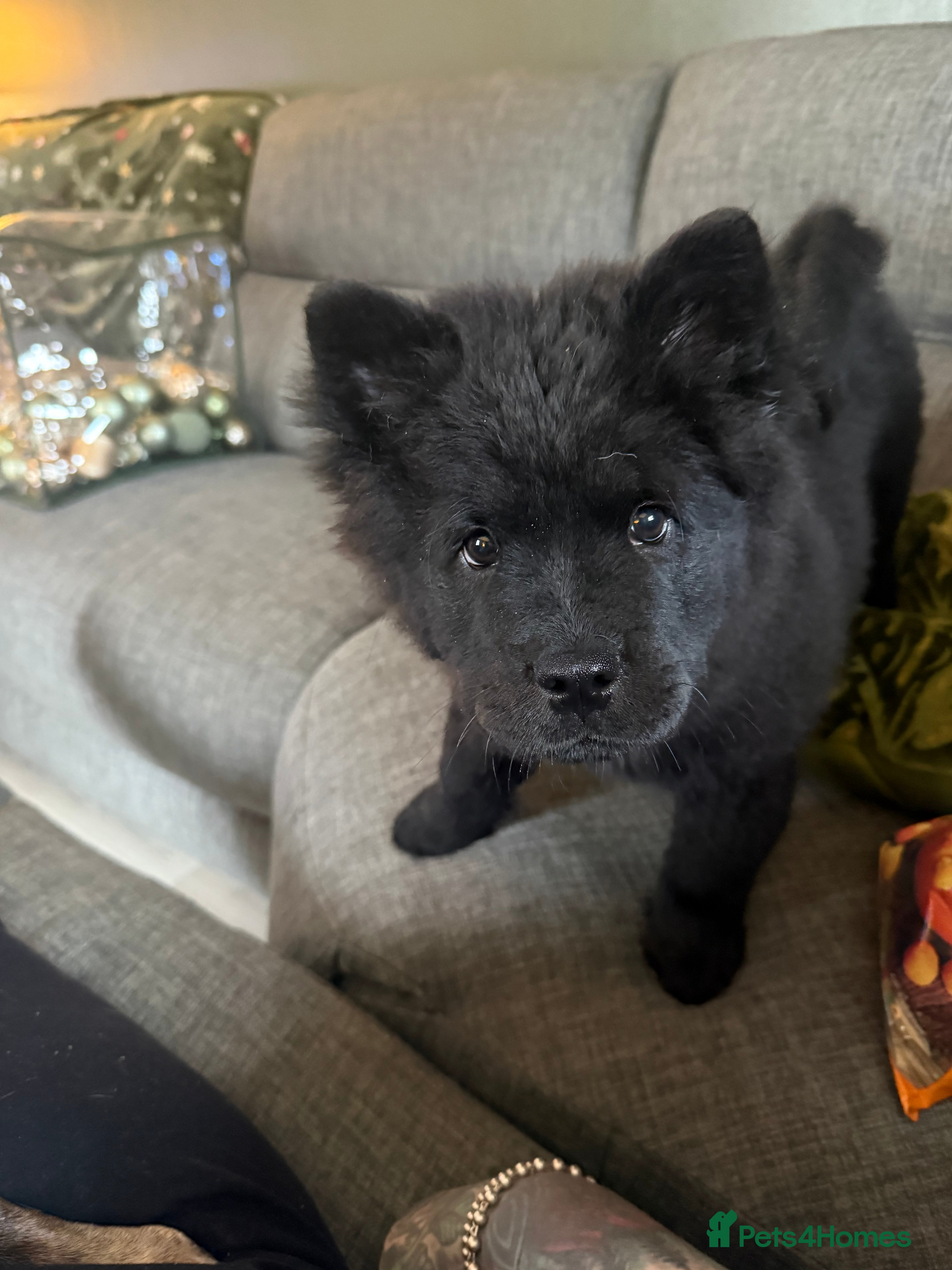 Mixed Breed dogs 16 weeks old pup louie - Advert 5