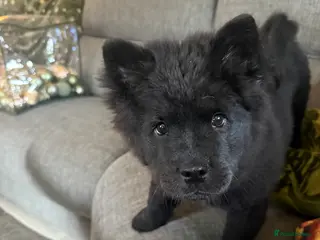 Mixed Breed dogs 16 weeks old pup louie - Advert 8