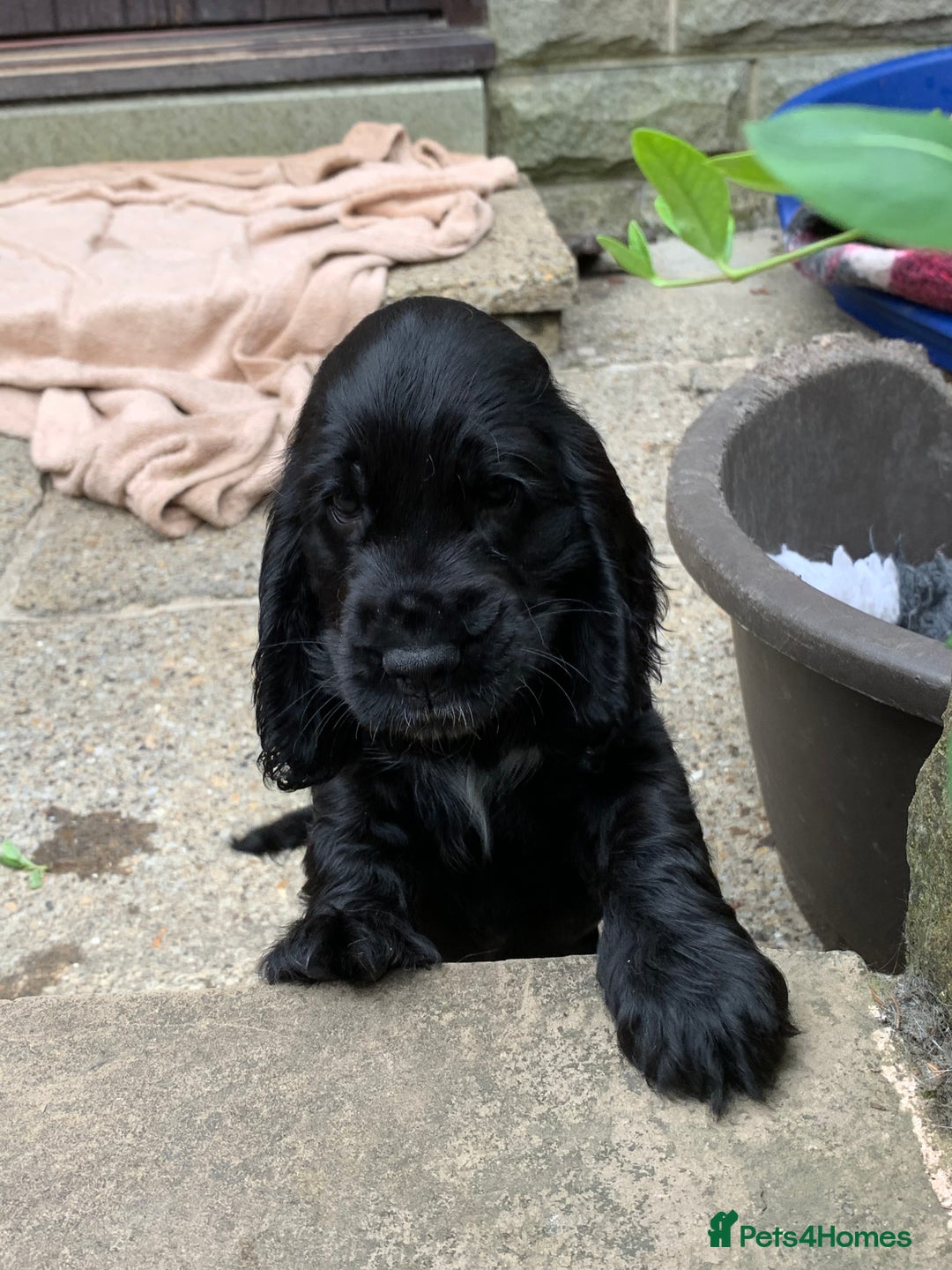 Cocker Spaniel dogs for sale: KC Show Carefully bred for Health and Temperament  - Image 9