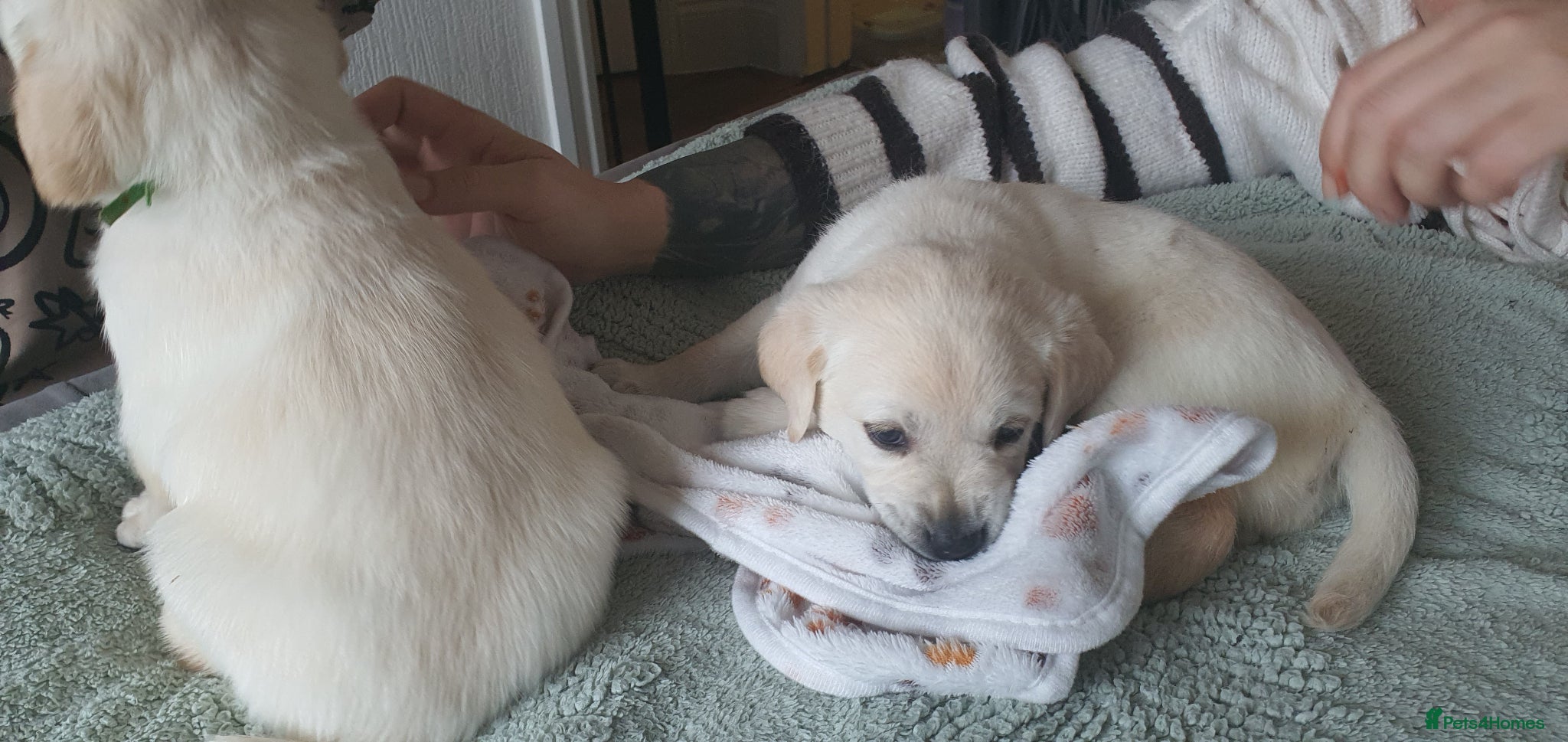 Goldador dogs Goldador puppies - Advert 9