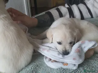 Goldador dogs Goldador puppies - Advert 9