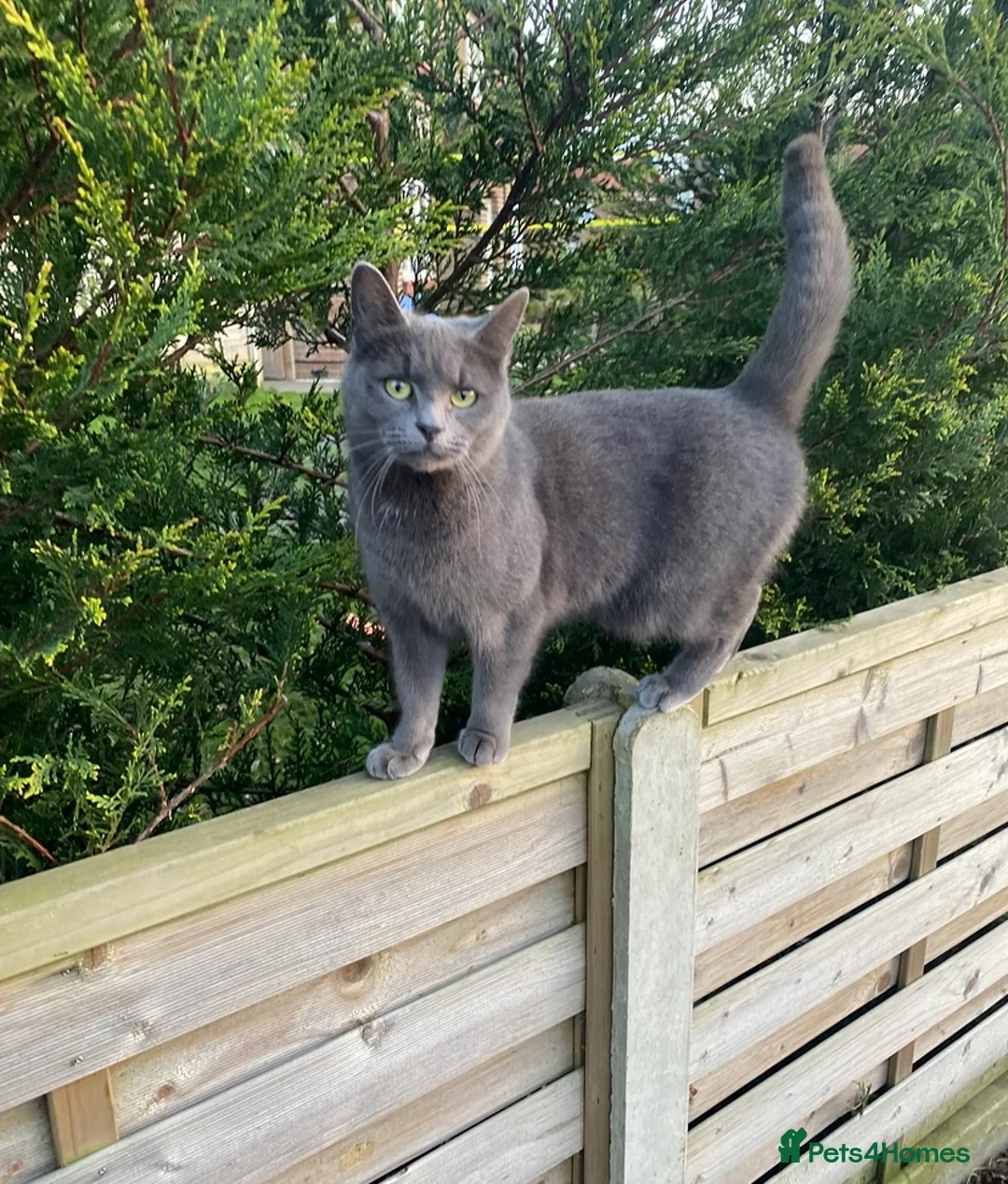 Mixed Breed cats for sale: Beautiful kittens ready for forever homes  in Kingston upon Thames - Advert 1