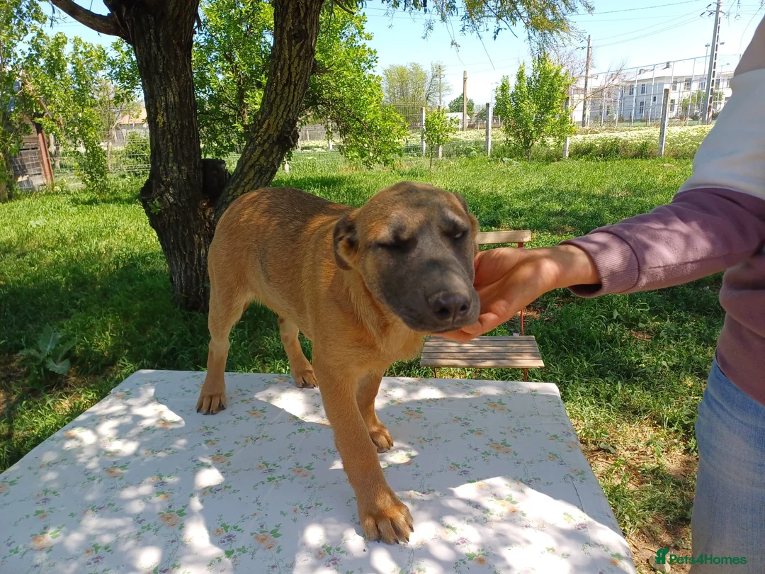 Mixed Breed dogs for adoption: BLUE, a Lovely Puppy Boy - for a Loving Home in Nottingham - Advert 22