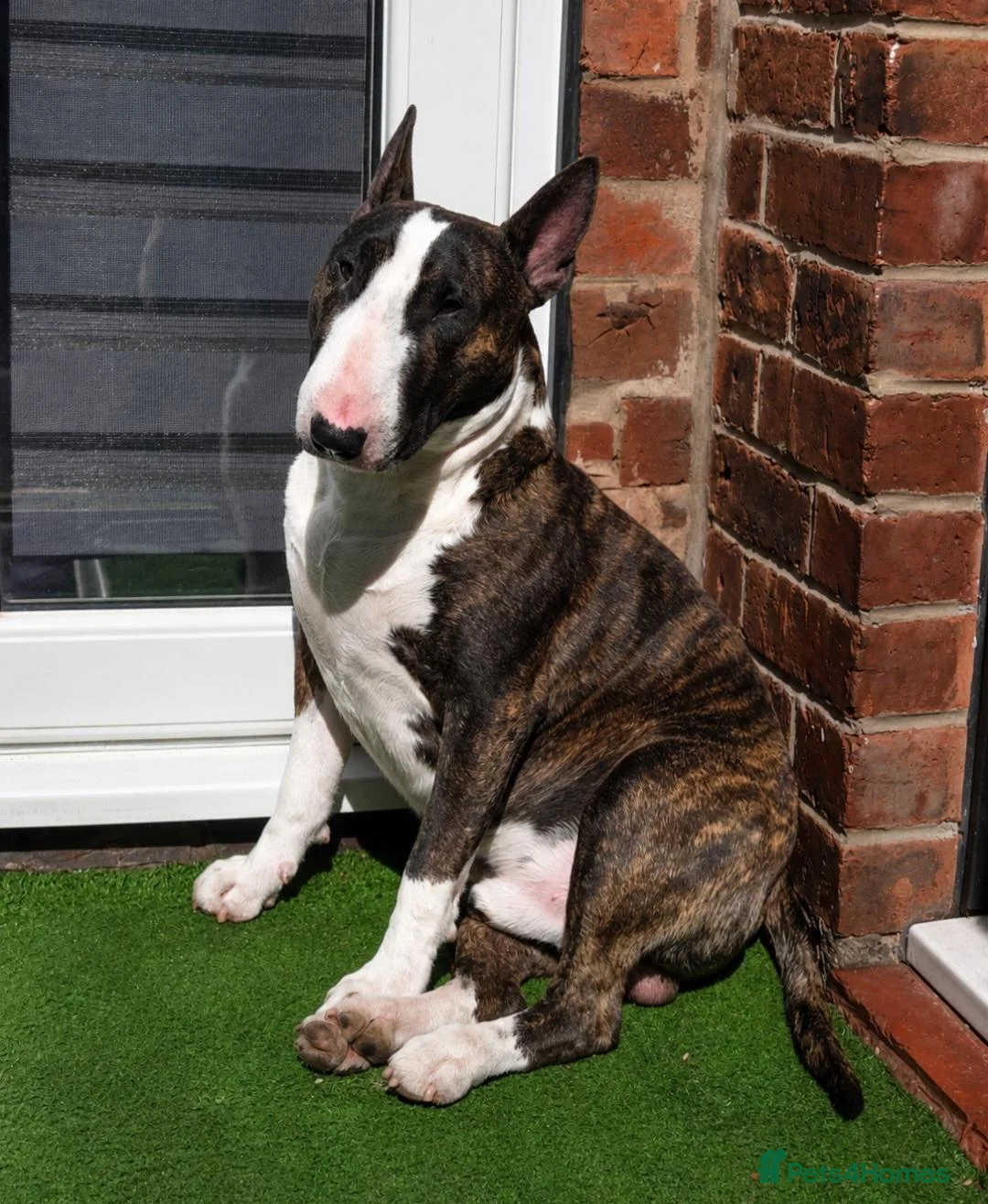 English Bull Terrier dogs for sale: Cute boy  in Stockport - Advert 6
