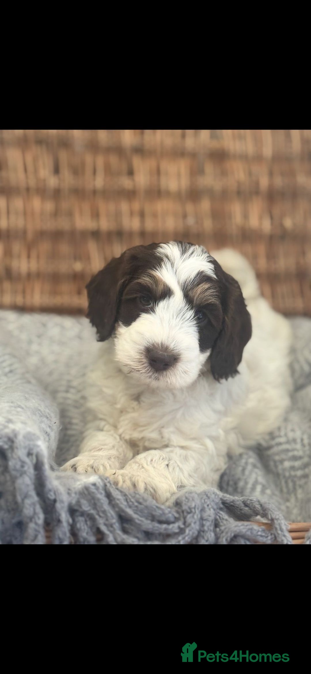 Cockapoo dogs for sale: Amazing fully health tested cockapoos - Image 12