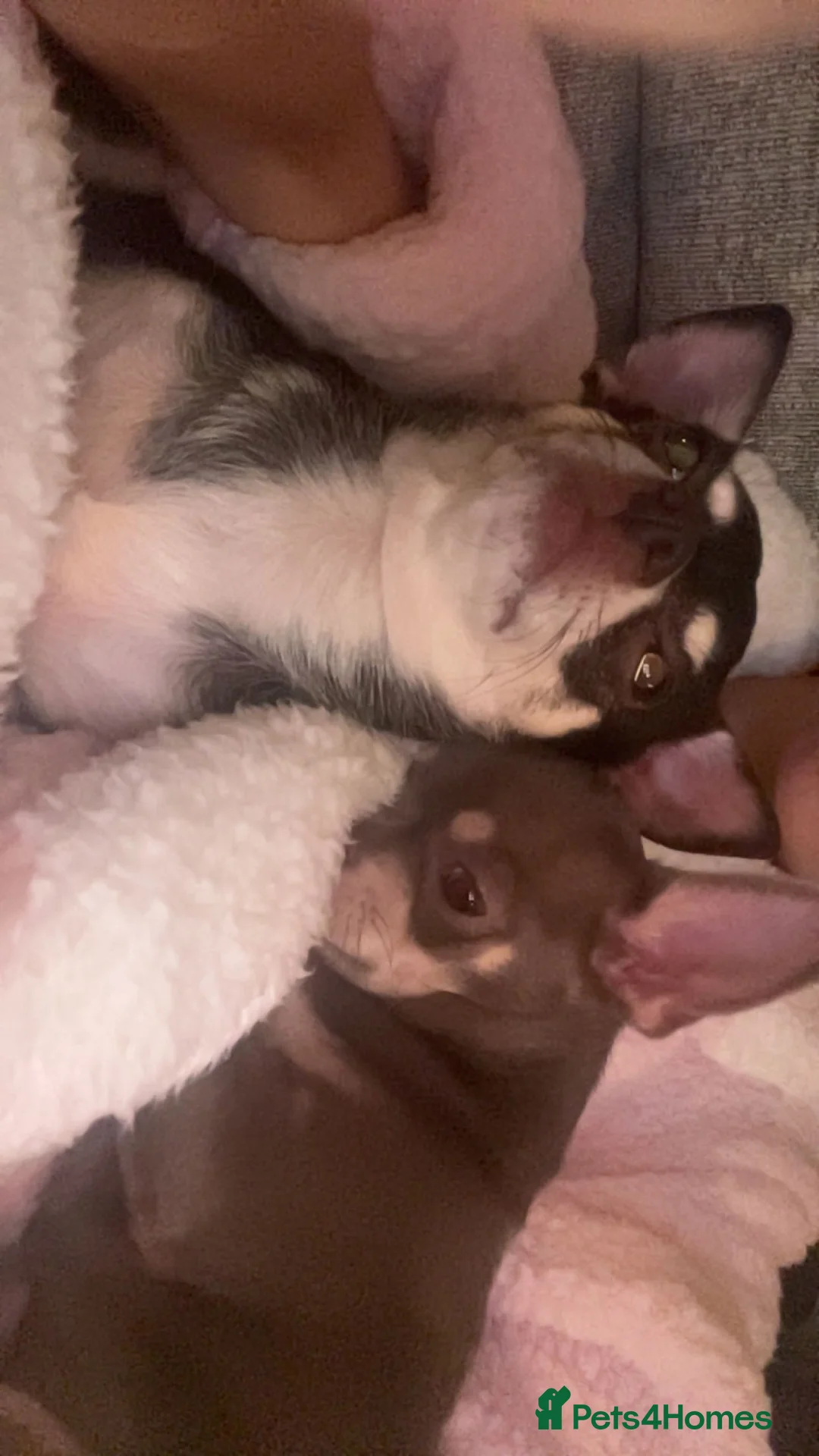Chihuahua dogs for sale: Stunning KC REGISTERED CHIHUAHUAS 2 LEFT!! - Advert 12
