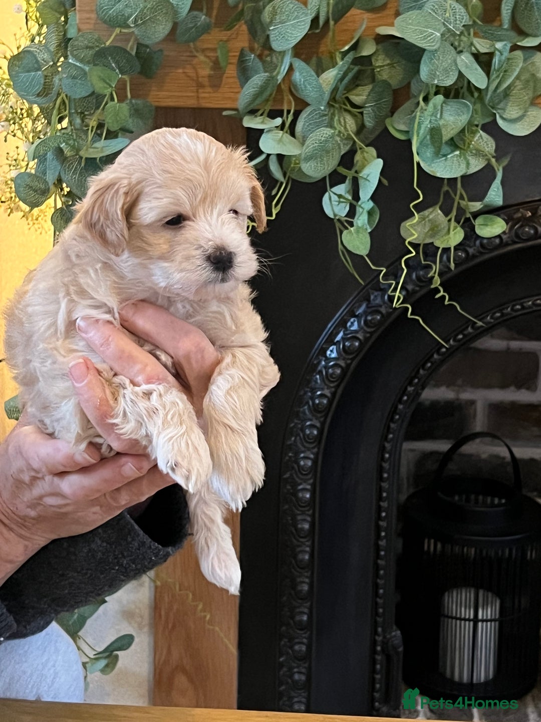 Maltipoo dogs for sale: Maltipoo puppies  - Advert 25