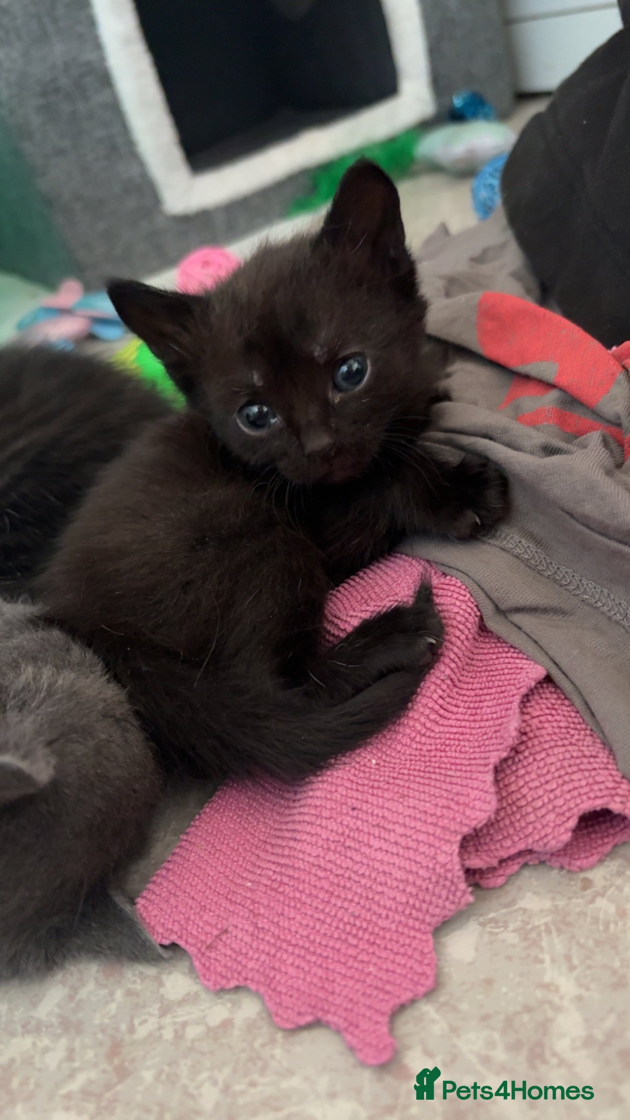 Mixed Breed cats Little black girl with white flecks ghost stripes - Advert 5