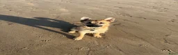 Mixed Breed dogs for sale: Roscoe  - Advert 3