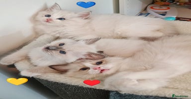 Ragdoll cats - Advert 4