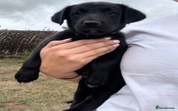 Borador dogs for sale: Beautiful intelligent Borderdors for sale  - Image 4