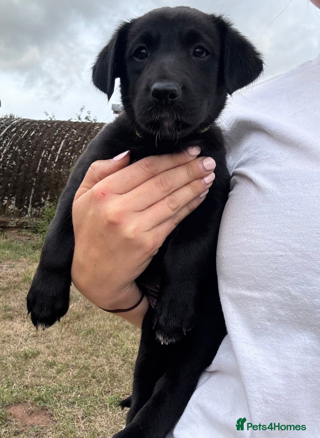 Borador dogs for sale: Beautiful intelligent Borderdors for sale  - Image 4