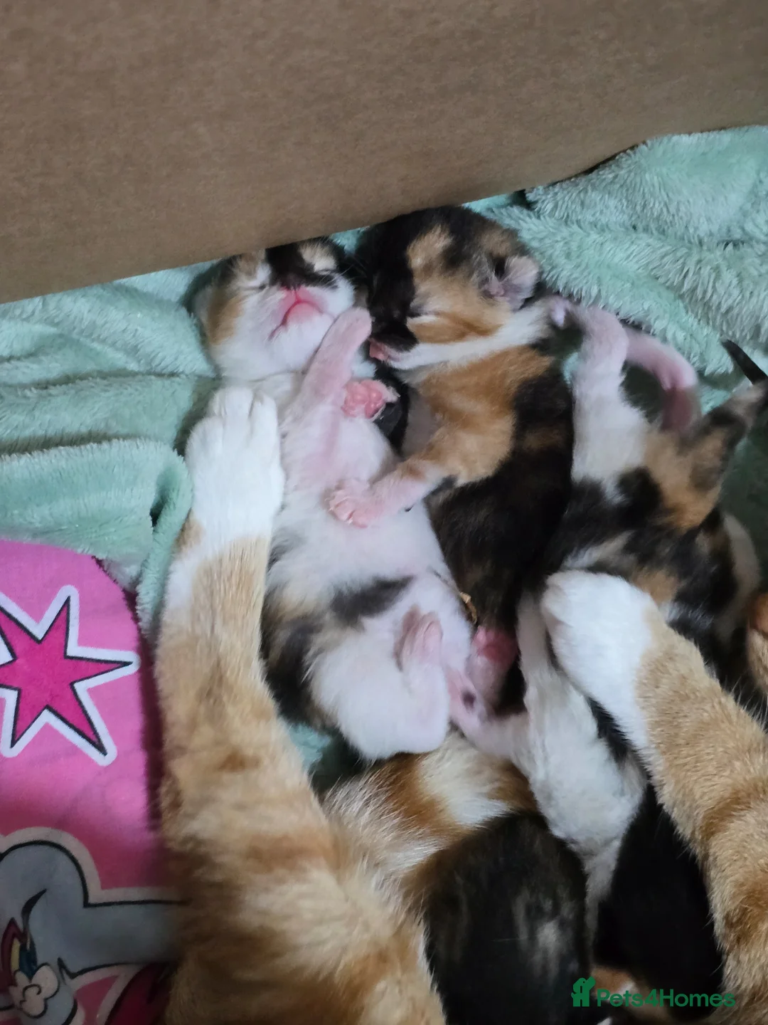 Mixed Breed cats for sale: Unique kittens in Oldham - Advert 29