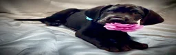 Great Dane dogs for sale: Stunning KC Registered champion bloodline Puppies - Advert 14